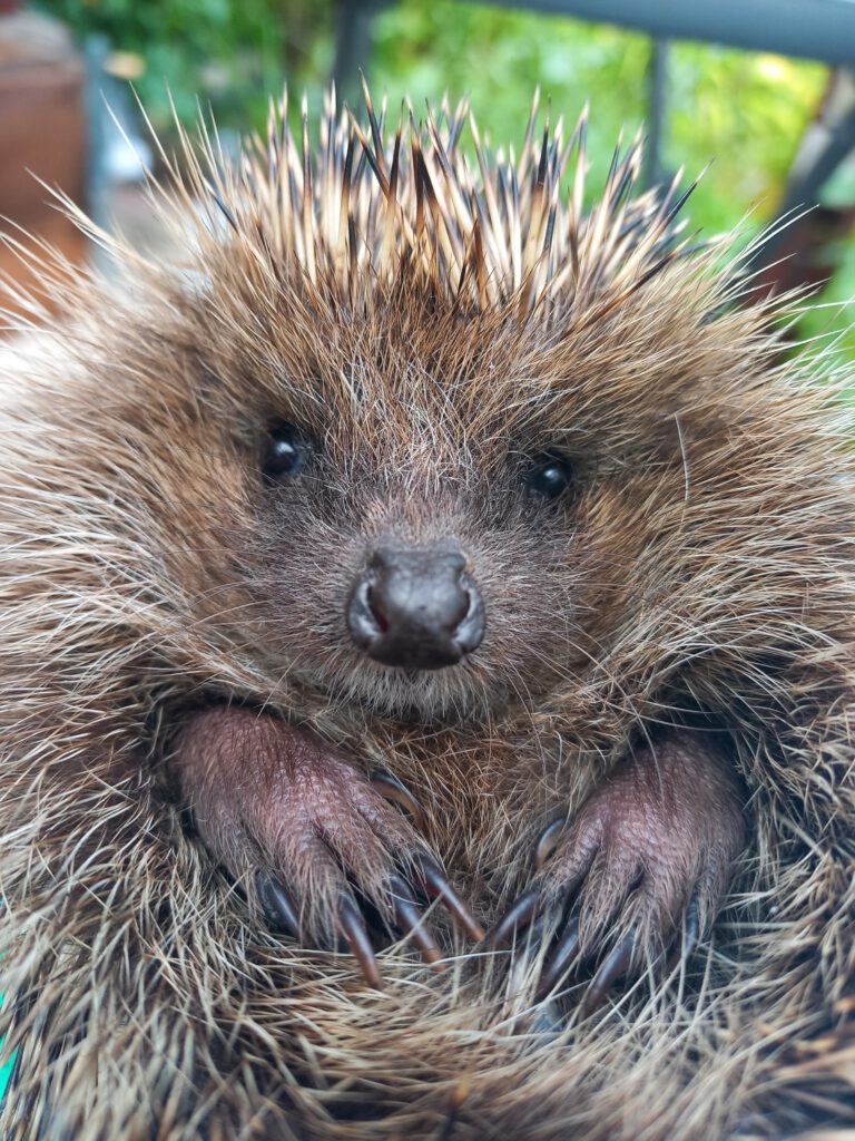 Ein Igel schaut in die Kamera