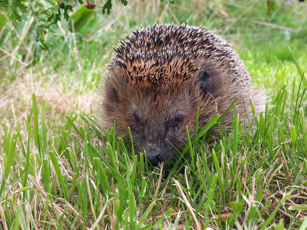Ein Igel sitzt im grünen Gras und schaut mit der Schnauze nach vorne