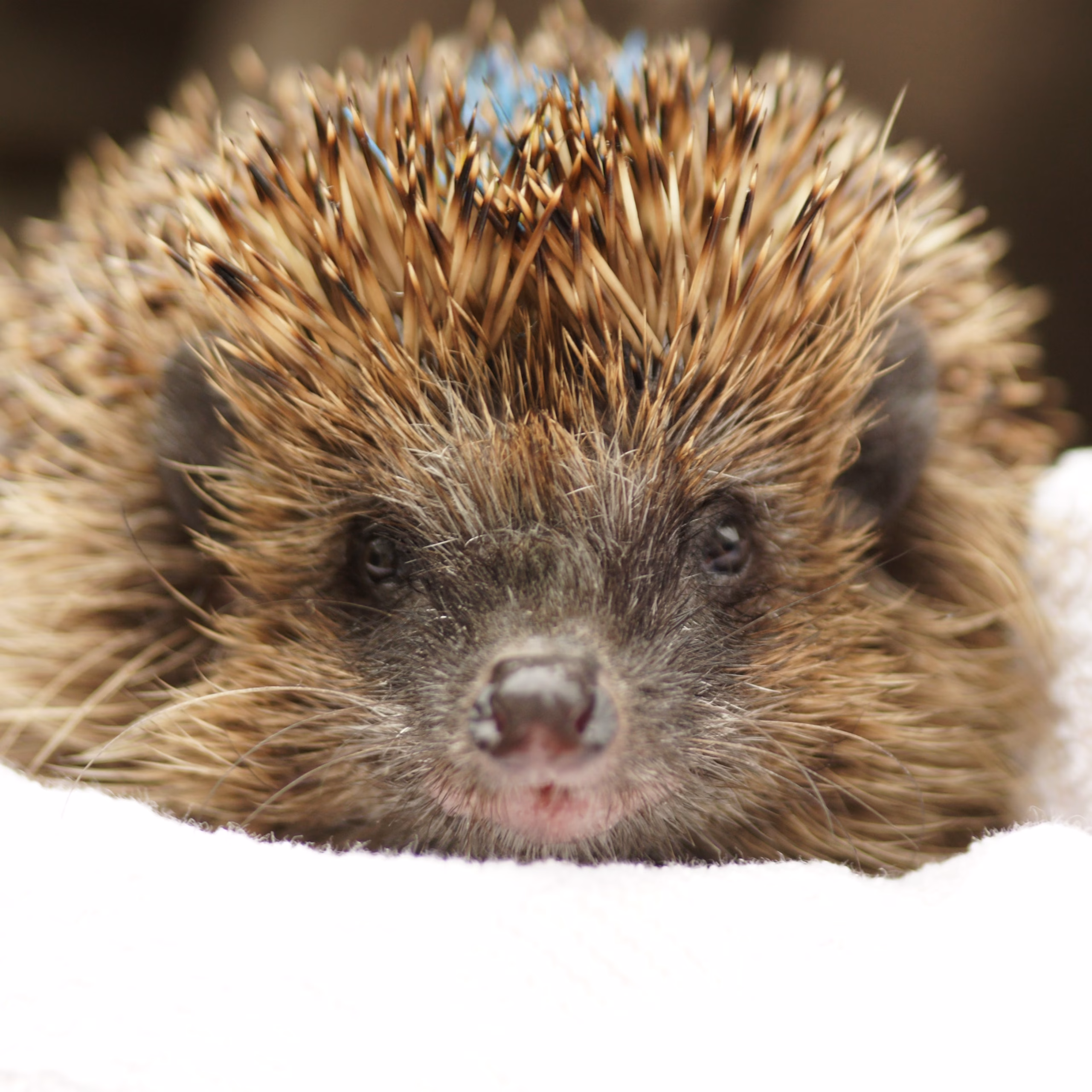 Foto von einem Igel, der frontal in die Kamera schaut