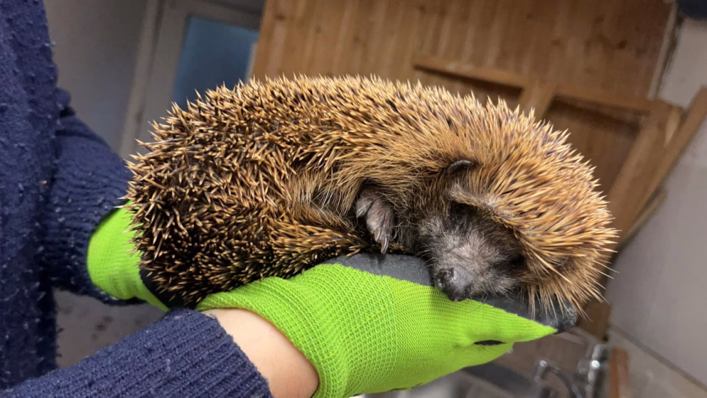 Ein eingerollter Igel liegt auf einer Handschuh-Hand
