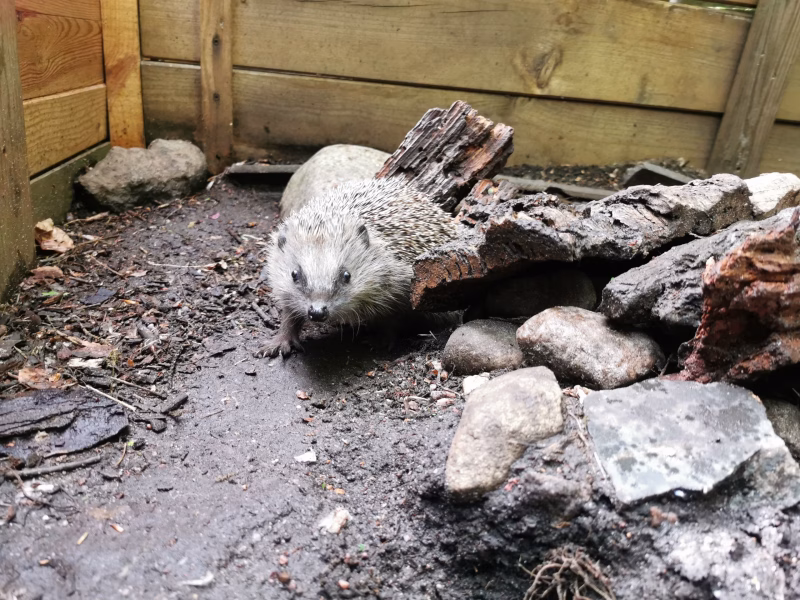 Ein Igel läuft neugierig auf die Kamera zu
